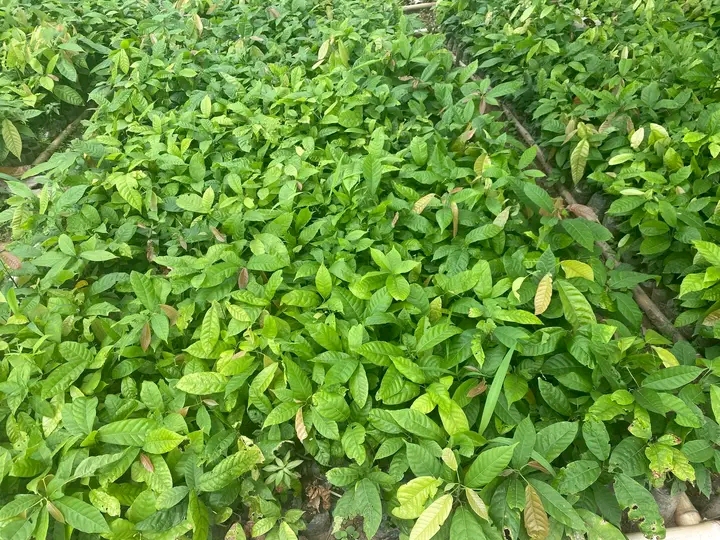 Hybrid cocoa seedlings 