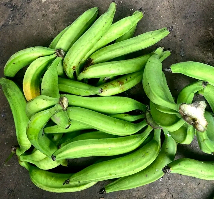 PLANTAIN 