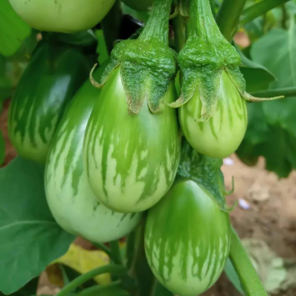Eggplant 