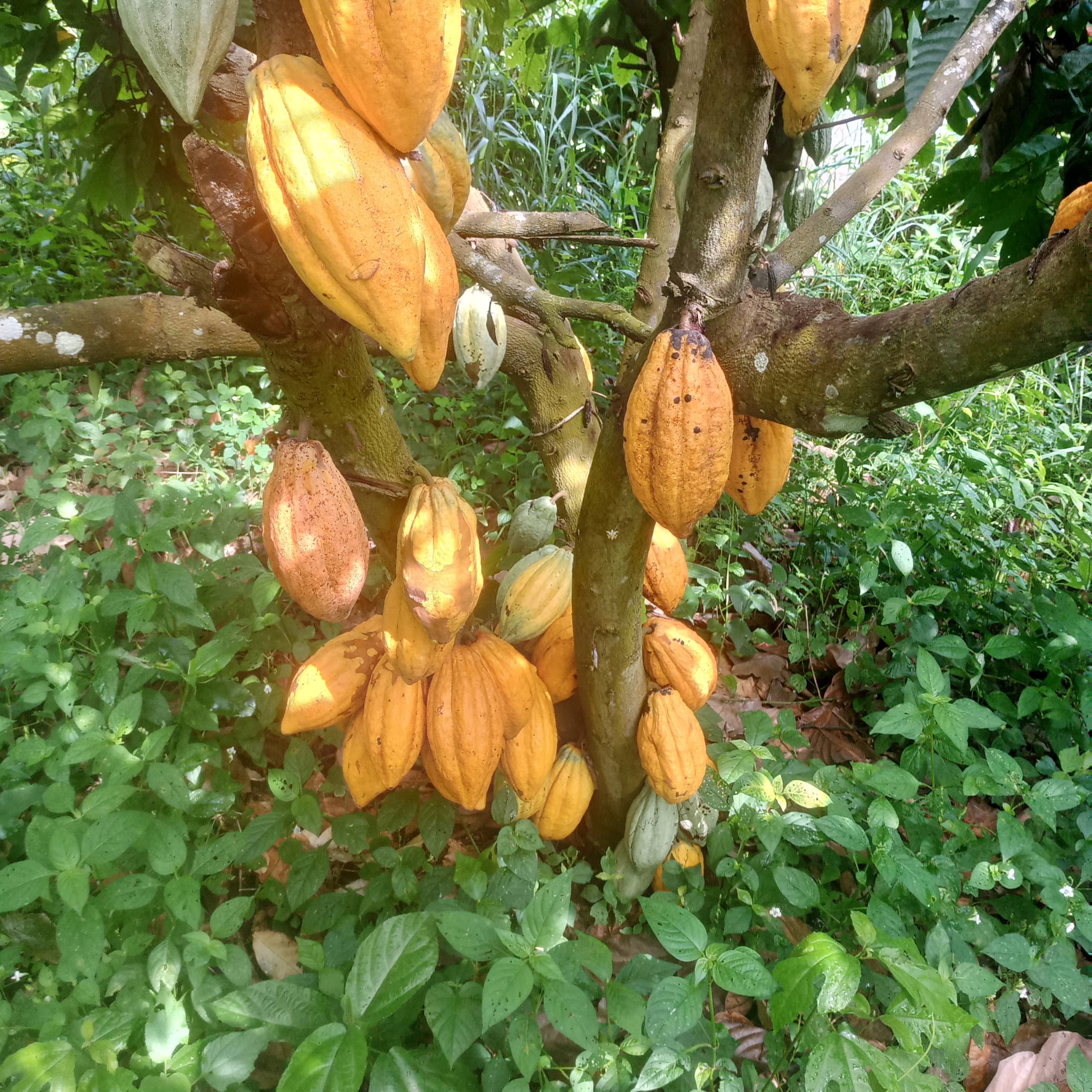Cocoa