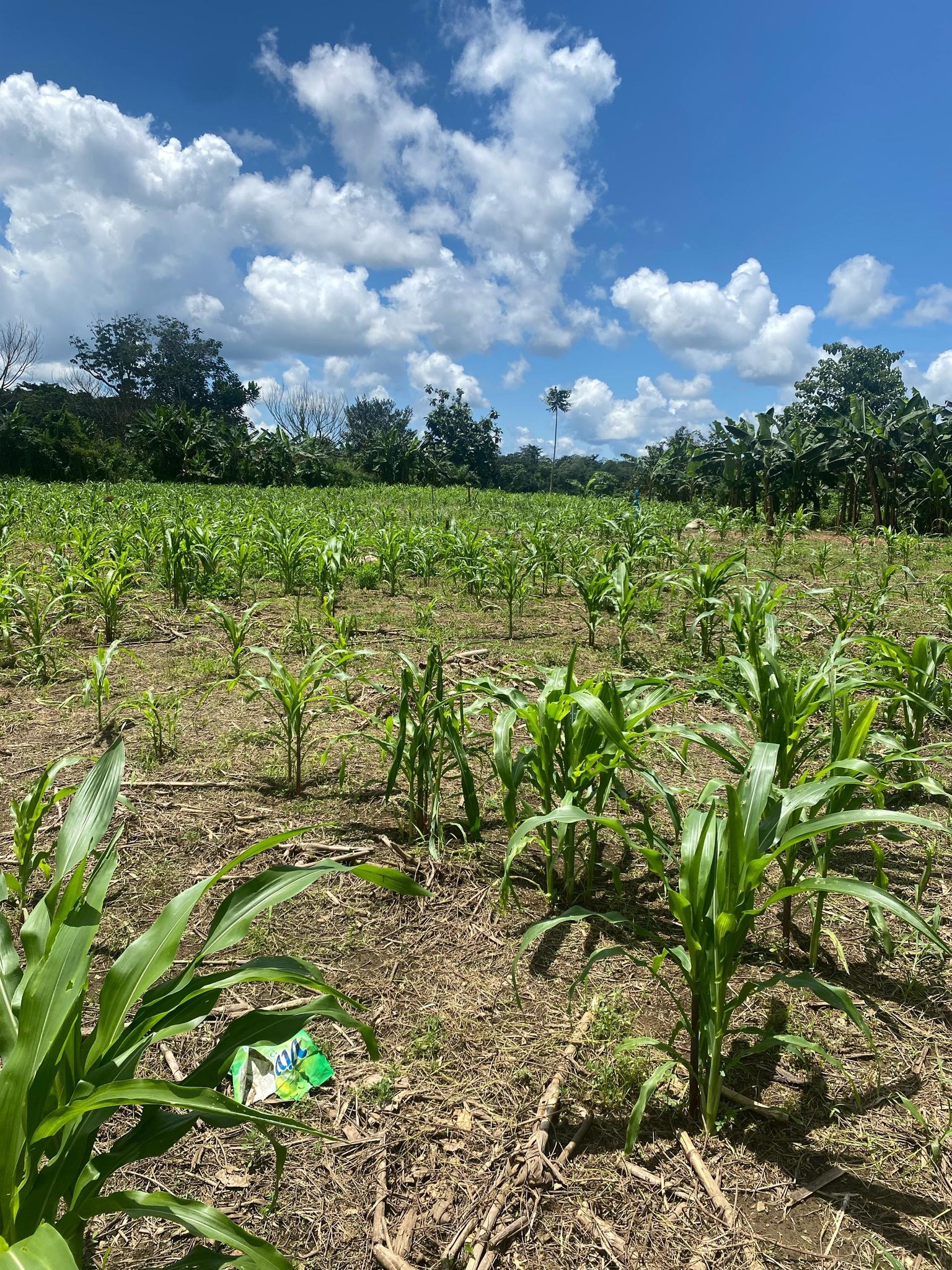 Land Image