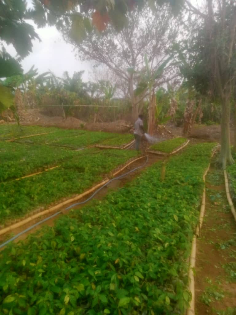 Land Image